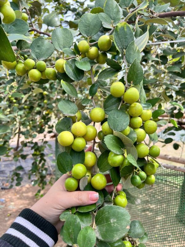 Vườn táo Cần Giờ