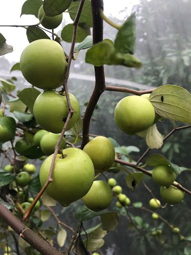 Vườn táo Cần Giờ