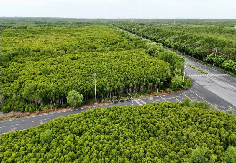 Ngã 3 Sống Ảo Lâm Viên - Đồng Đình, Rừng Sác