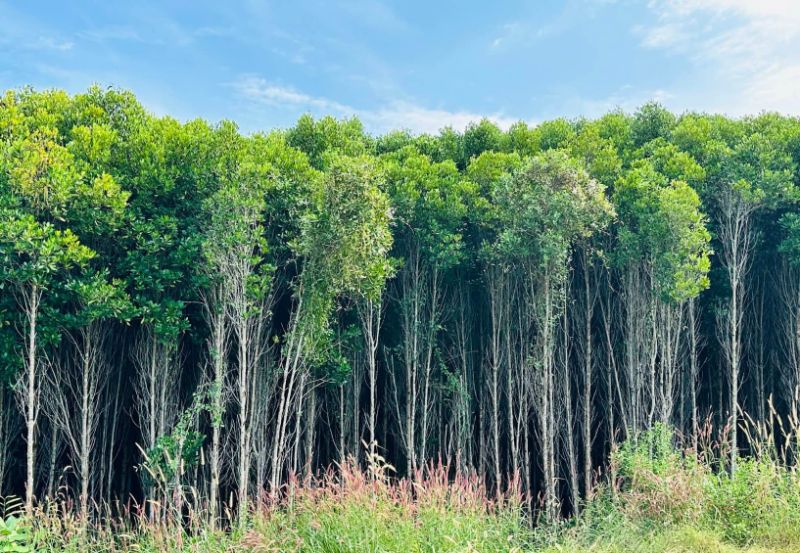 Ngã 3 Sống Ảo Lâm Viên - Đồng Đình, Rừng Sác